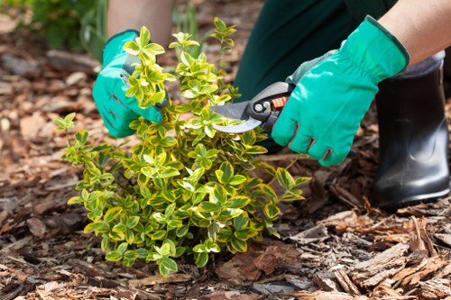 Gardener pruning shrubs in a Barkingside garden
